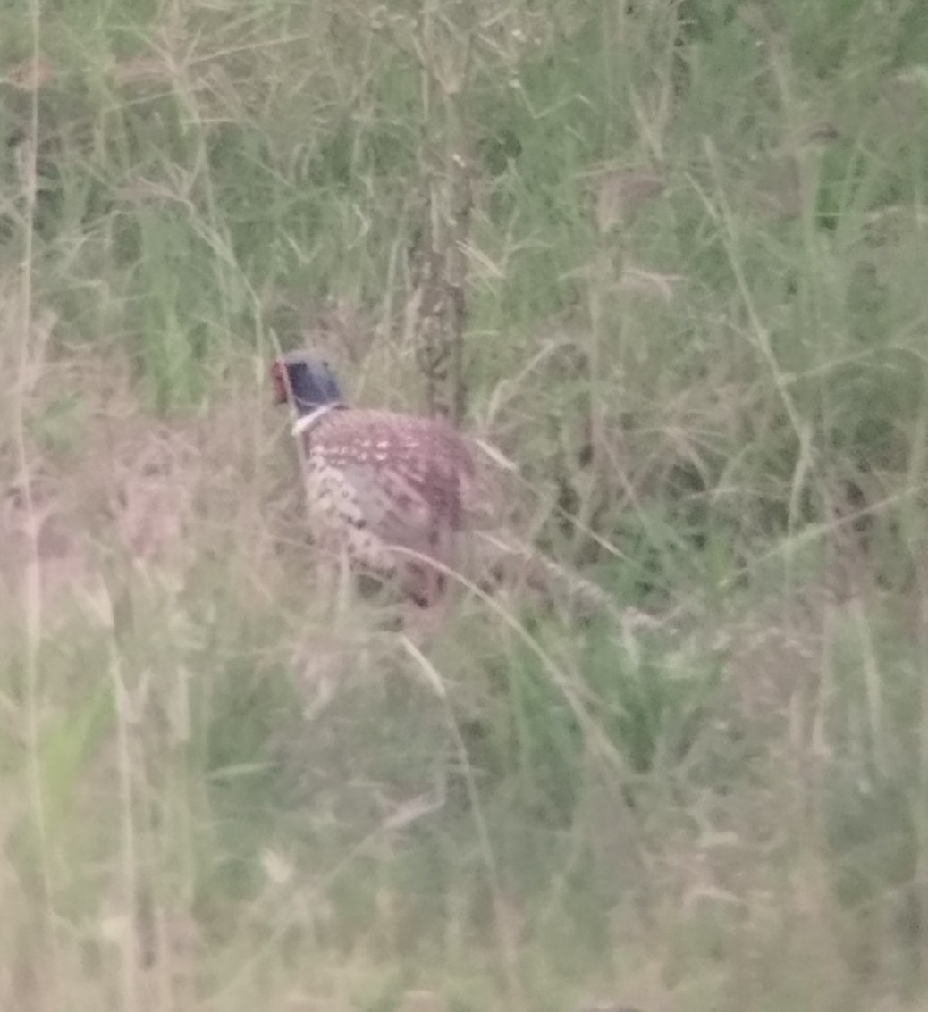 Ring-necked Pheasant - ML647229266