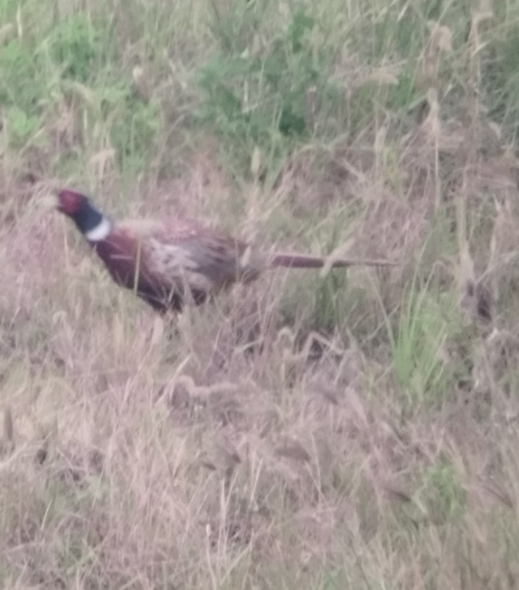Ring-necked Pheasant - ML647229267
