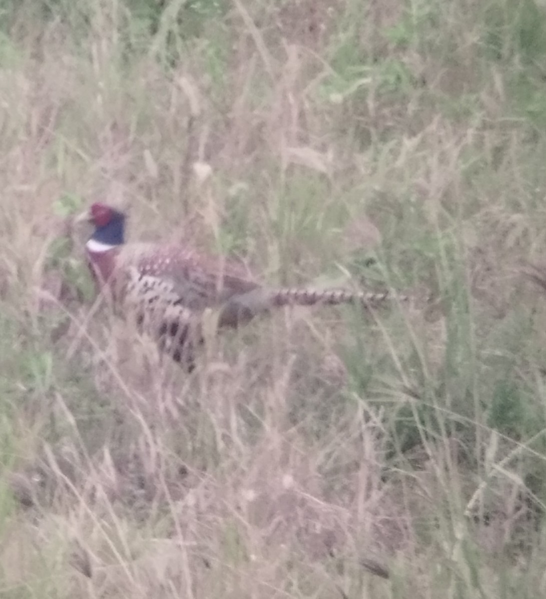 Ring-necked Pheasant - ML647229268
