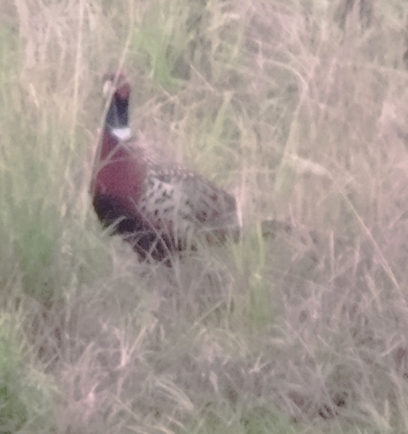 Ring-necked Pheasant - ML647229269