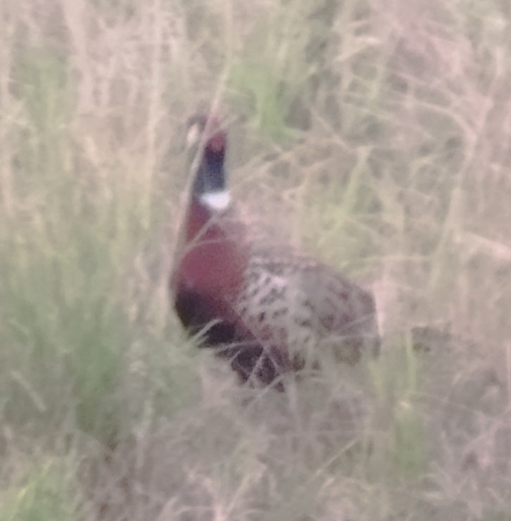 Ring-necked Pheasant - ML647229270