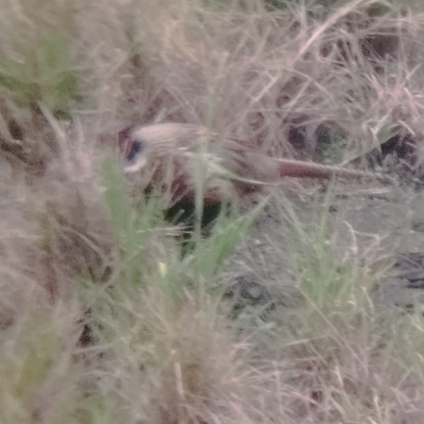 Ring-necked Pheasant - ML647229273