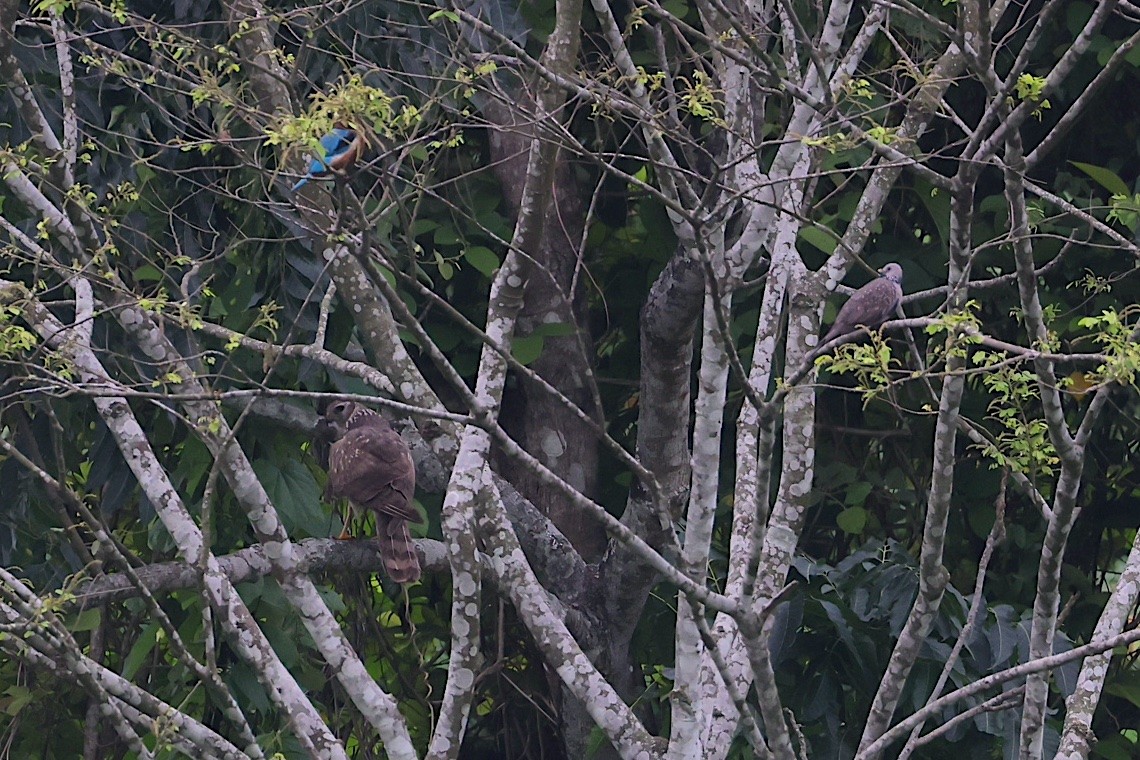 Eastern Marsh Harrier - ML647229277