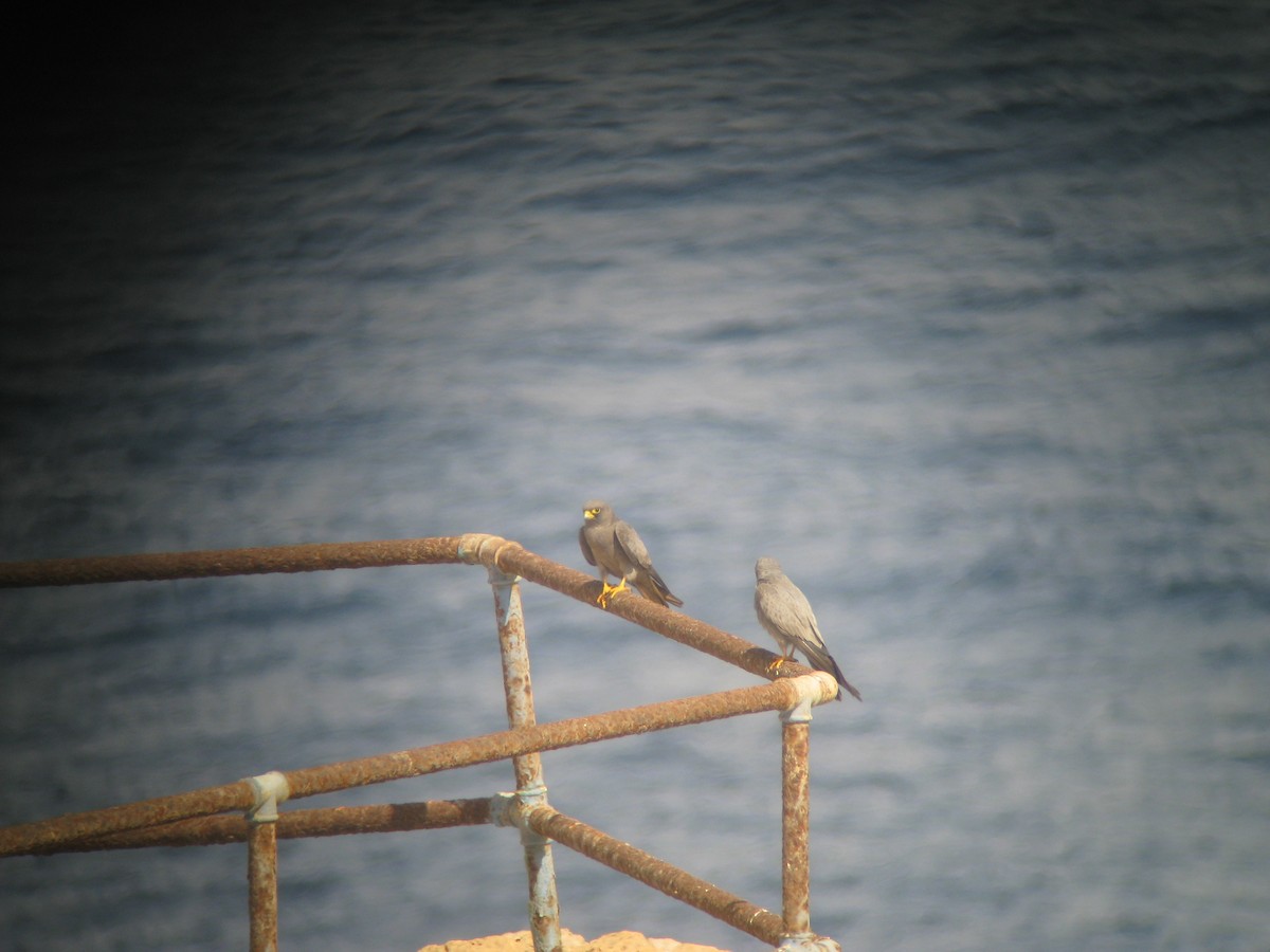 Falco unicolore - ML647229278