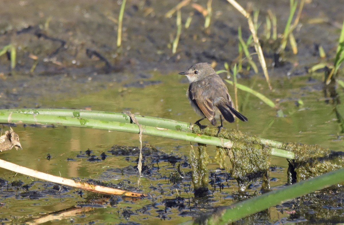 Sooty Tyrannulet - ML647229287