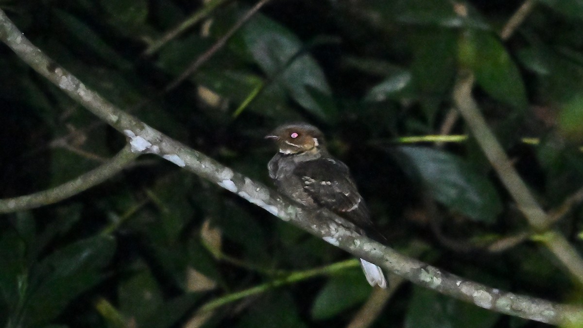 Jerdon's Nightjar - ML647229293