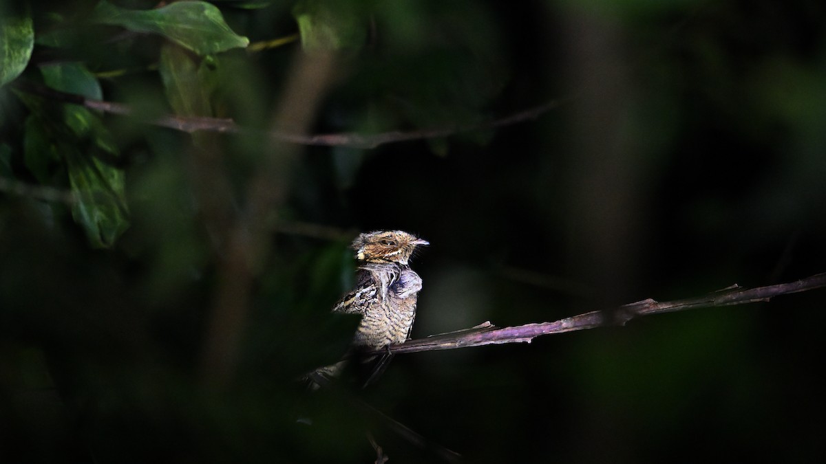 Jerdon's Nightjar - ML647229295