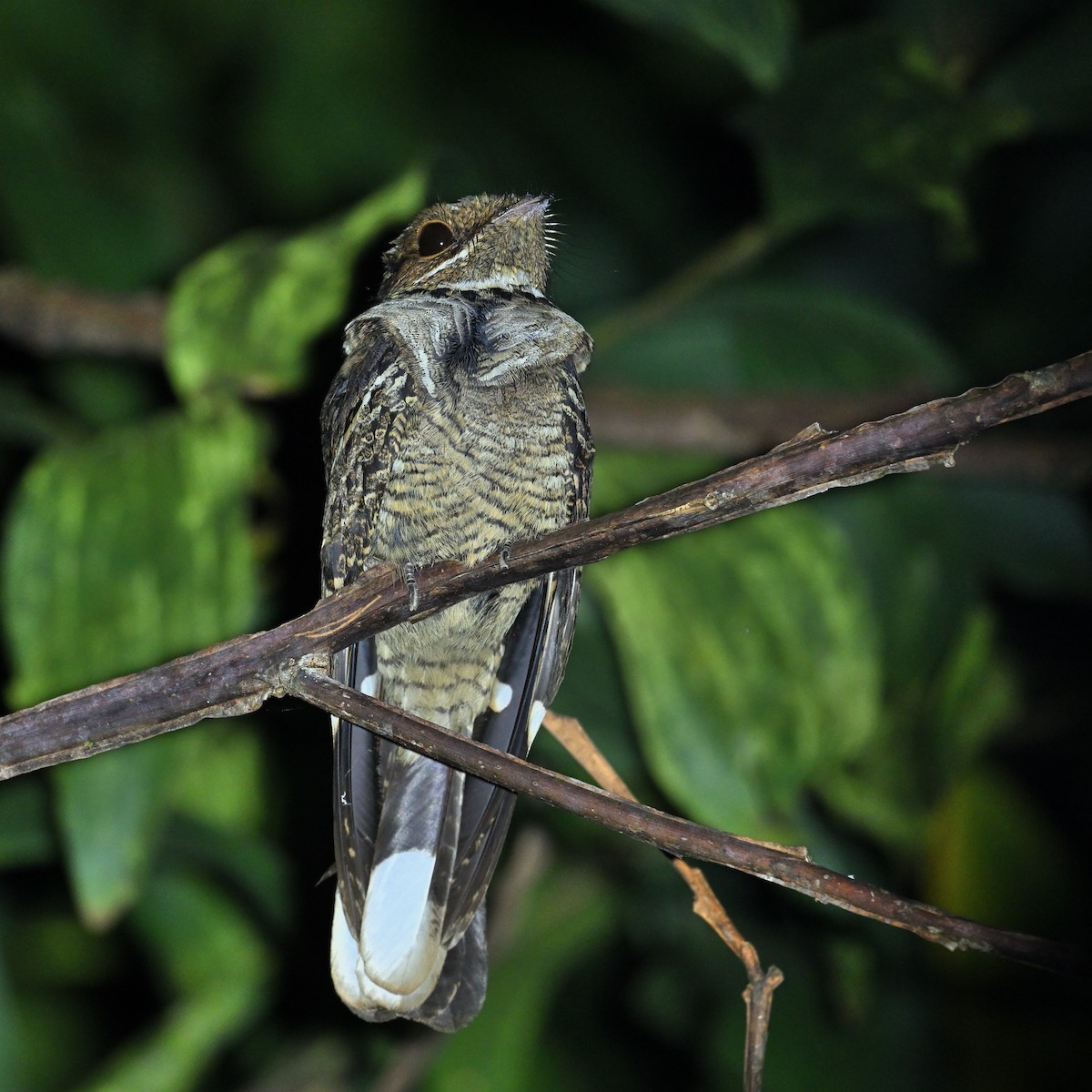 Jerdon's Nightjar - ML647229296