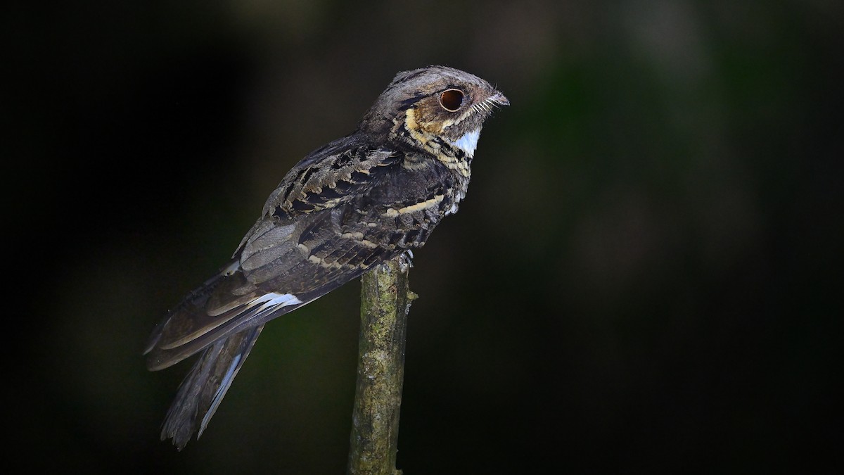 Jerdon's Nightjar - ML647229297