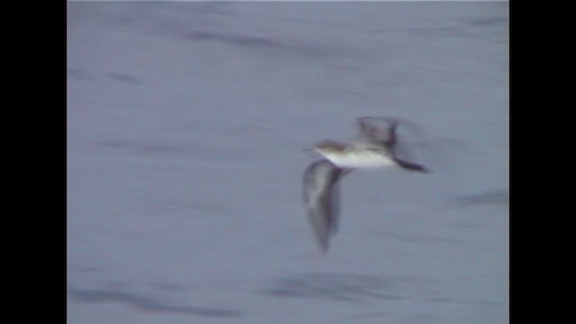 Клинохвостый буревестник - ML647229303