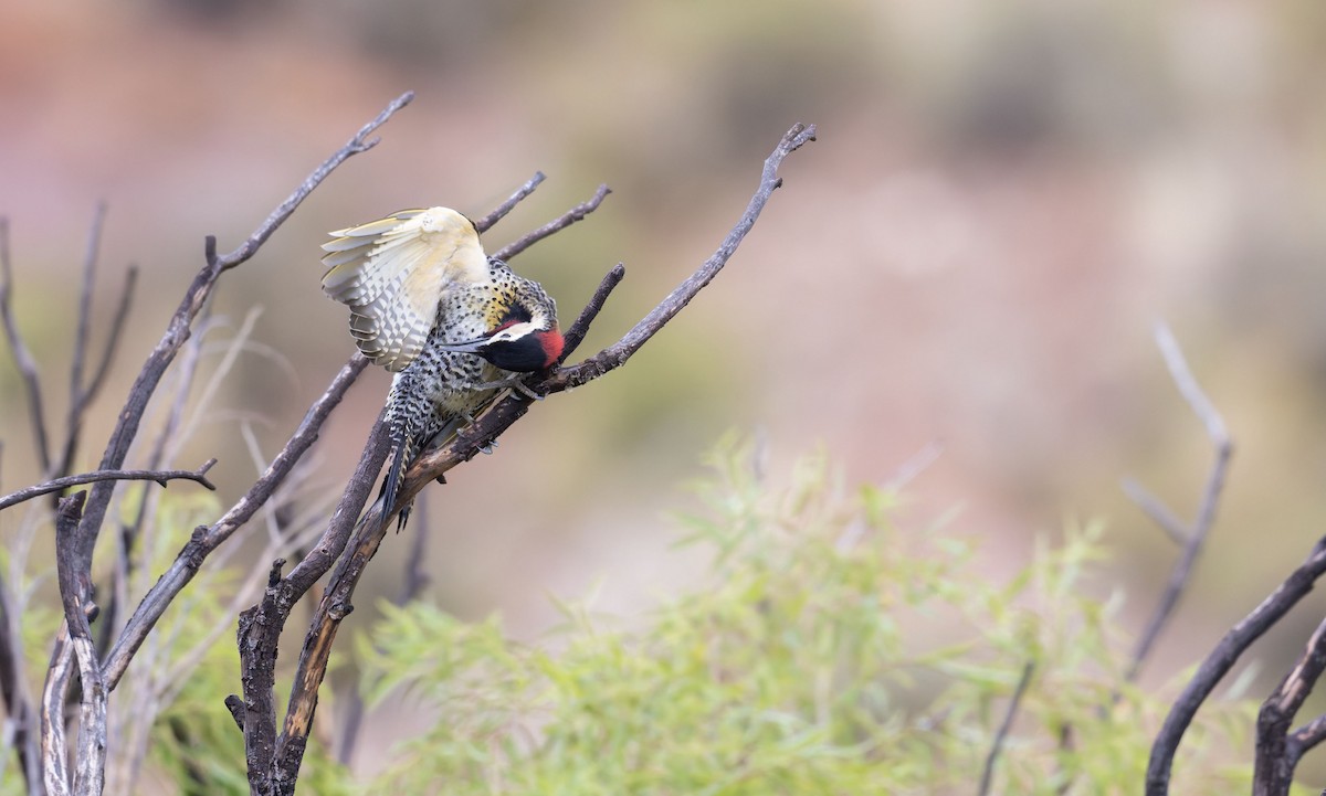 Декол плямистоволий - ML647229306