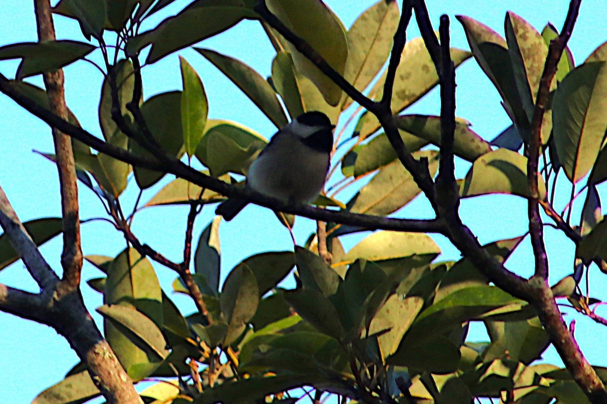 Каролинская гаичка - ML647229309