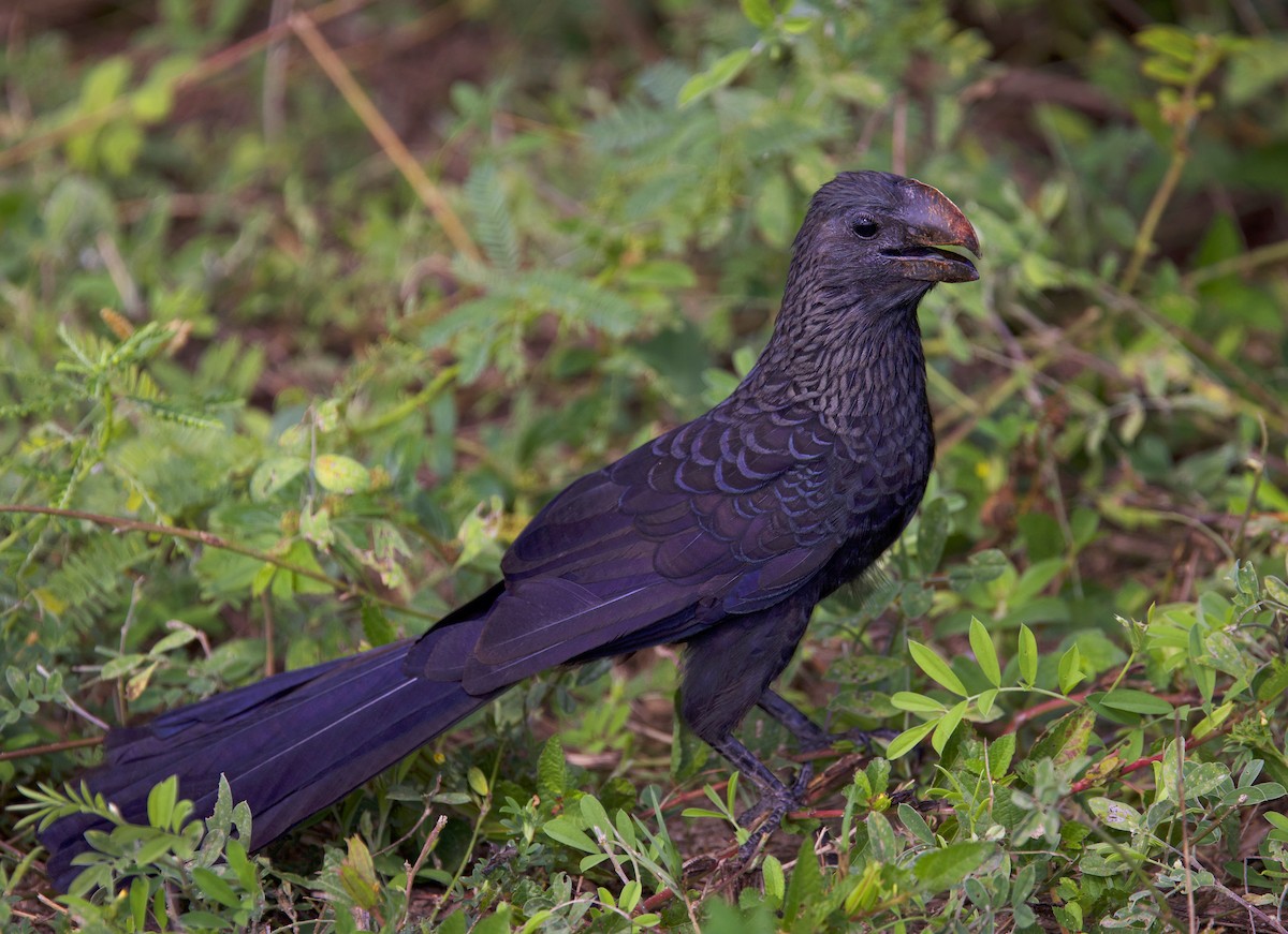 Smooth-billed Ani - ML647229317
