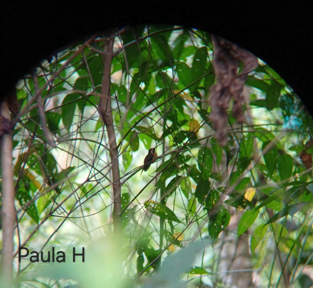 gråstrupeeremitt - ML647229322