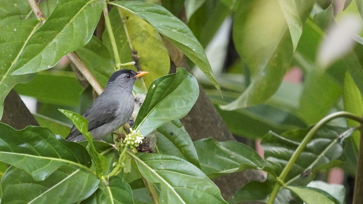 Malagasy Bulbul - ML647229333