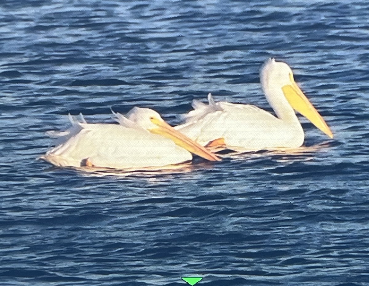 アメリカシロペリカン - ML647229353