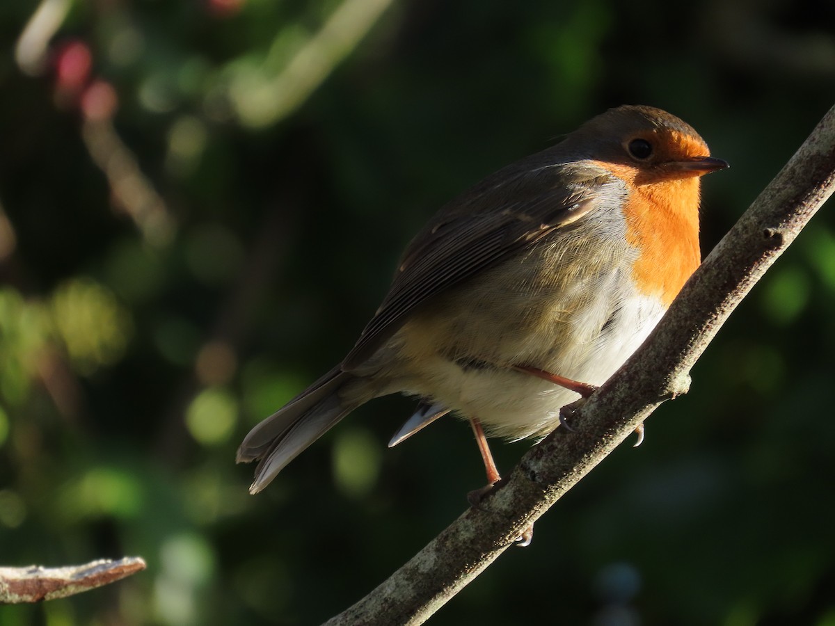 European Robin - ML647229367