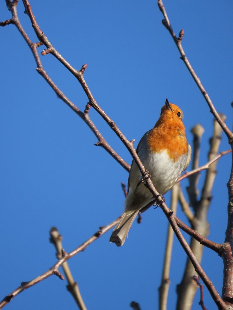 European Robin - ML647229369