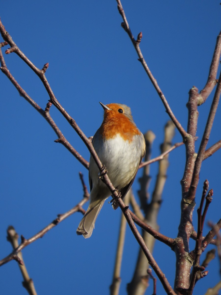 European Robin - ML647229372
