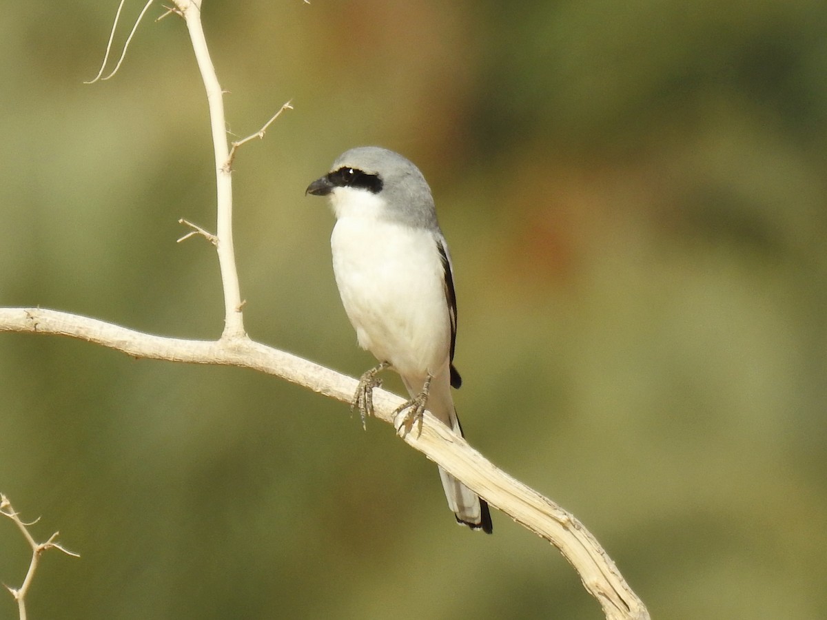 Great Gray Shrike - ML647229421