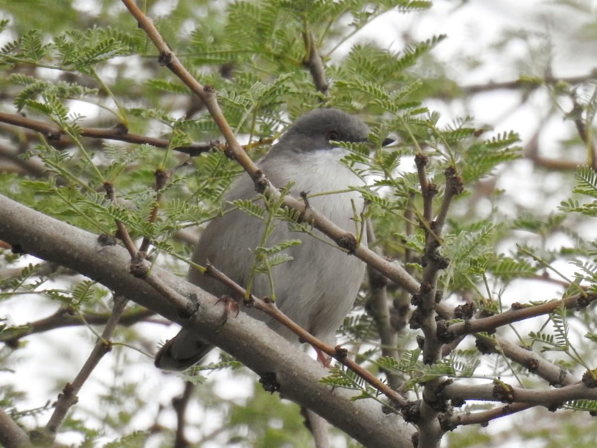 Samtkopf-Grasmücke - ML647229432