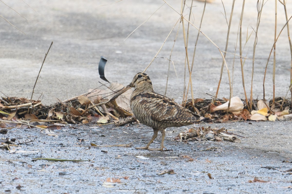 Eurasian Woodcock - ML647229440