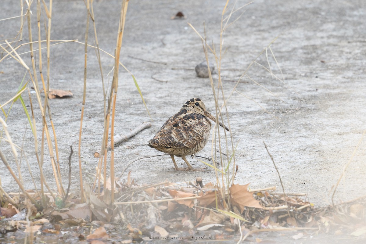 Eurasian Woodcock - ML647229441