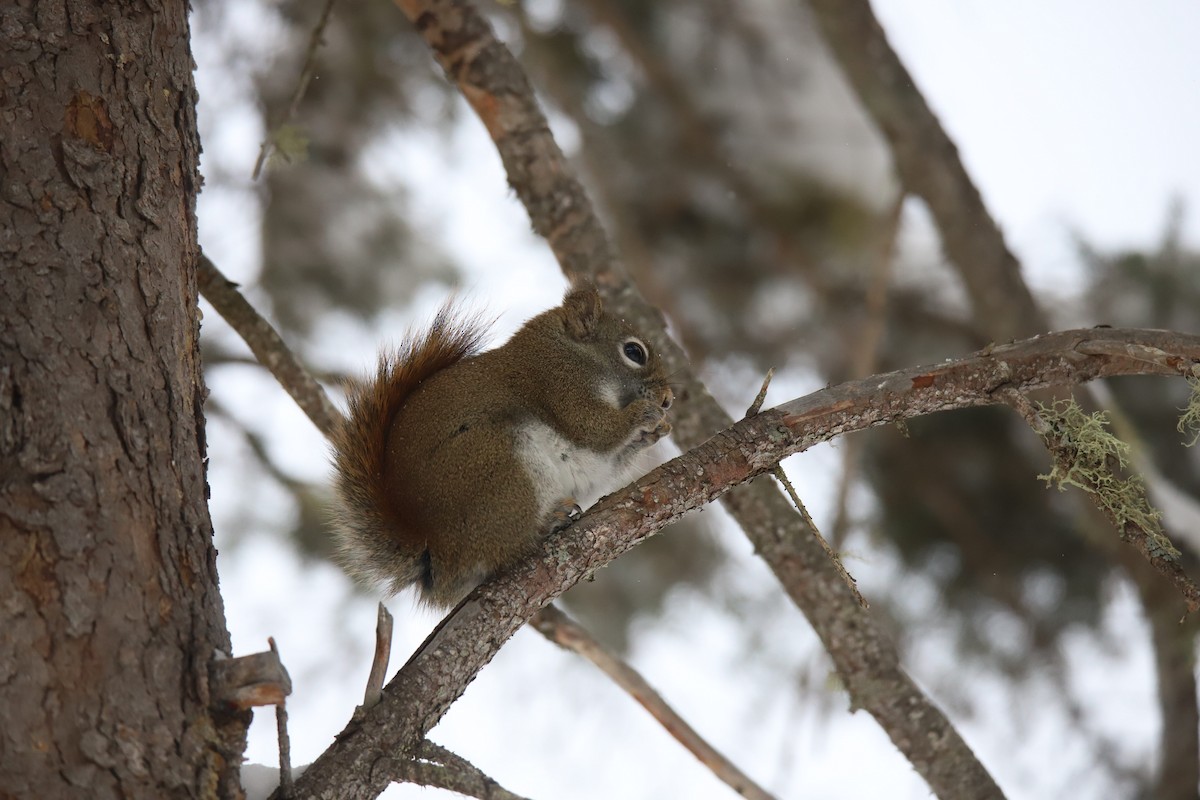 American Red Squirrel - ML647229458