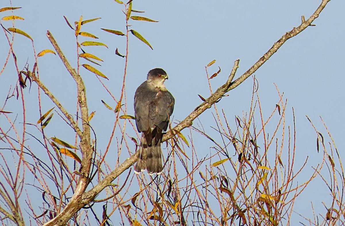 Amerika Atmacası - ML647229459