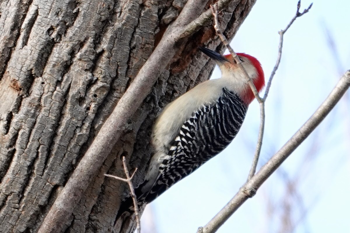 datel karolínský - ML647229463