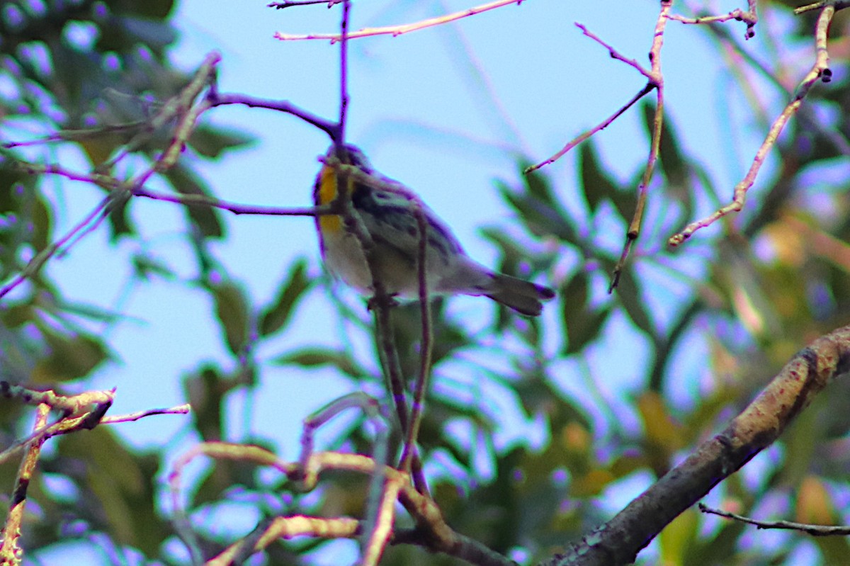 Yellow-throated Warbler - ML647229468