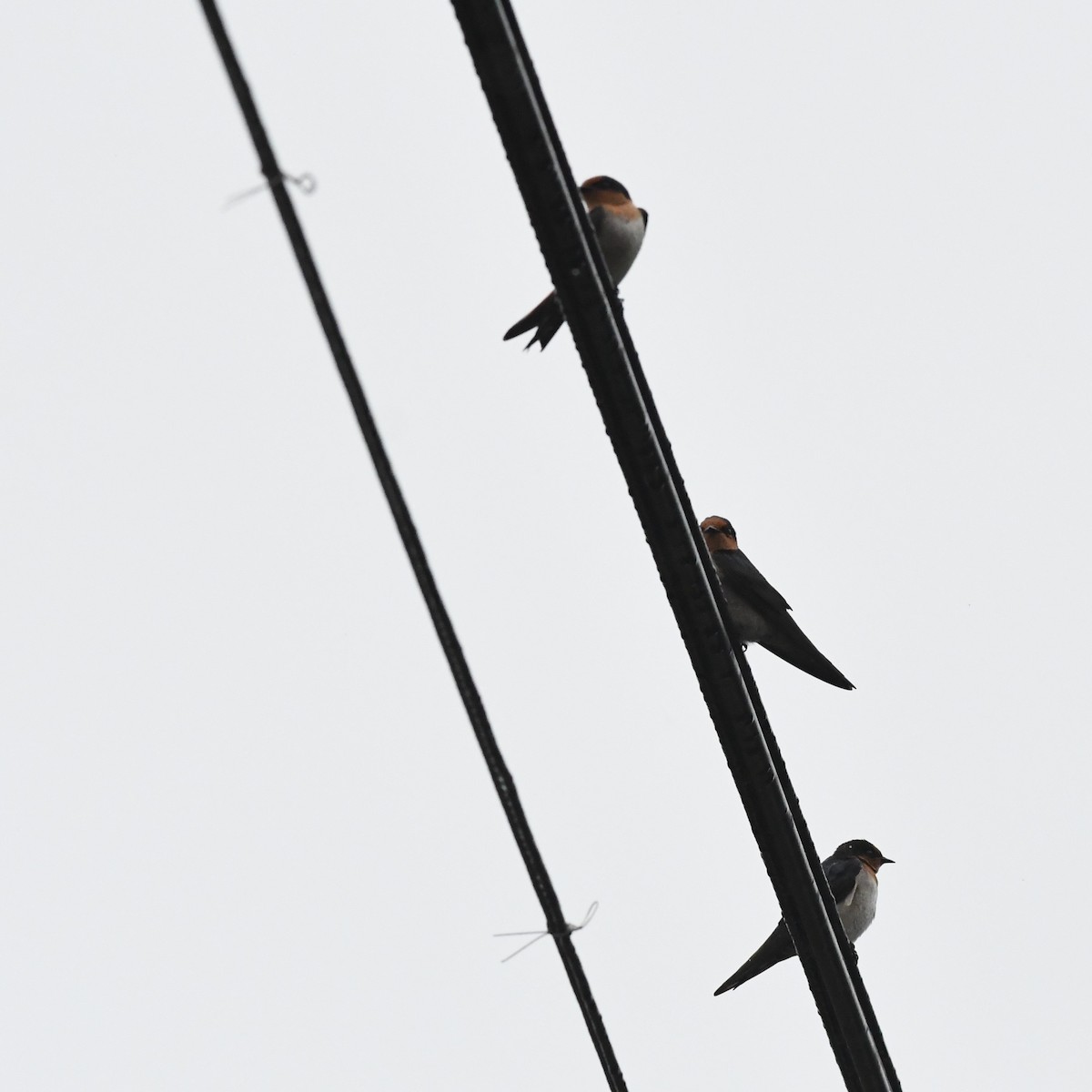 Pacific Swallow - ML647229469