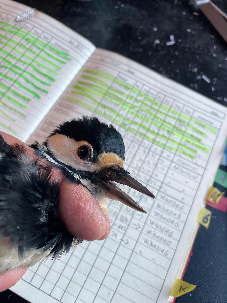 Okil handia (handia) - ML647229476