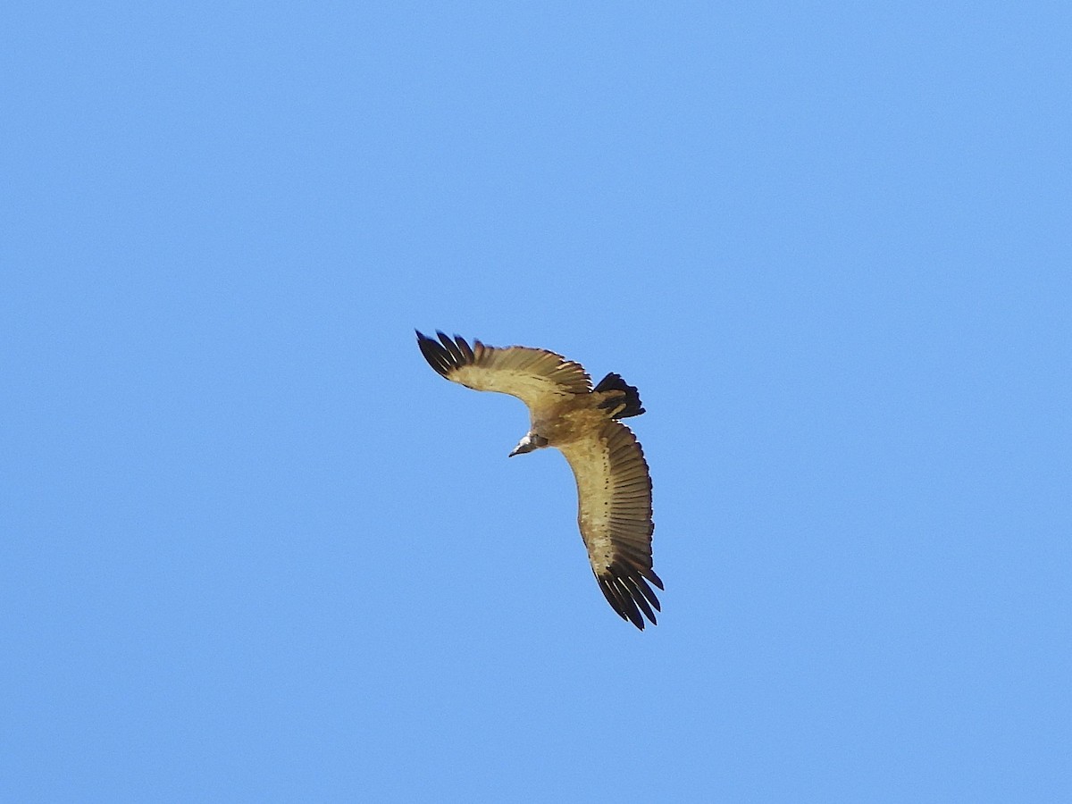 Cape Griffon - ML647229477