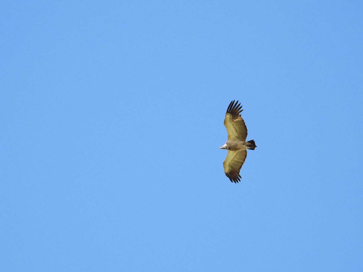 Cape Griffon - ML647229478