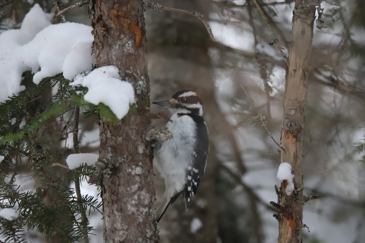 Hairy Woodpecker - ML647229485