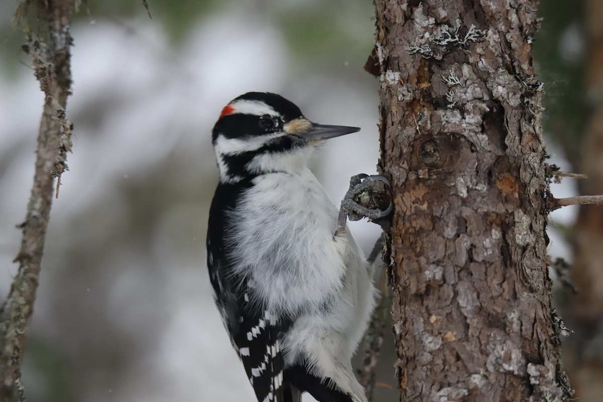 Hairy Woodpecker - ML647229487