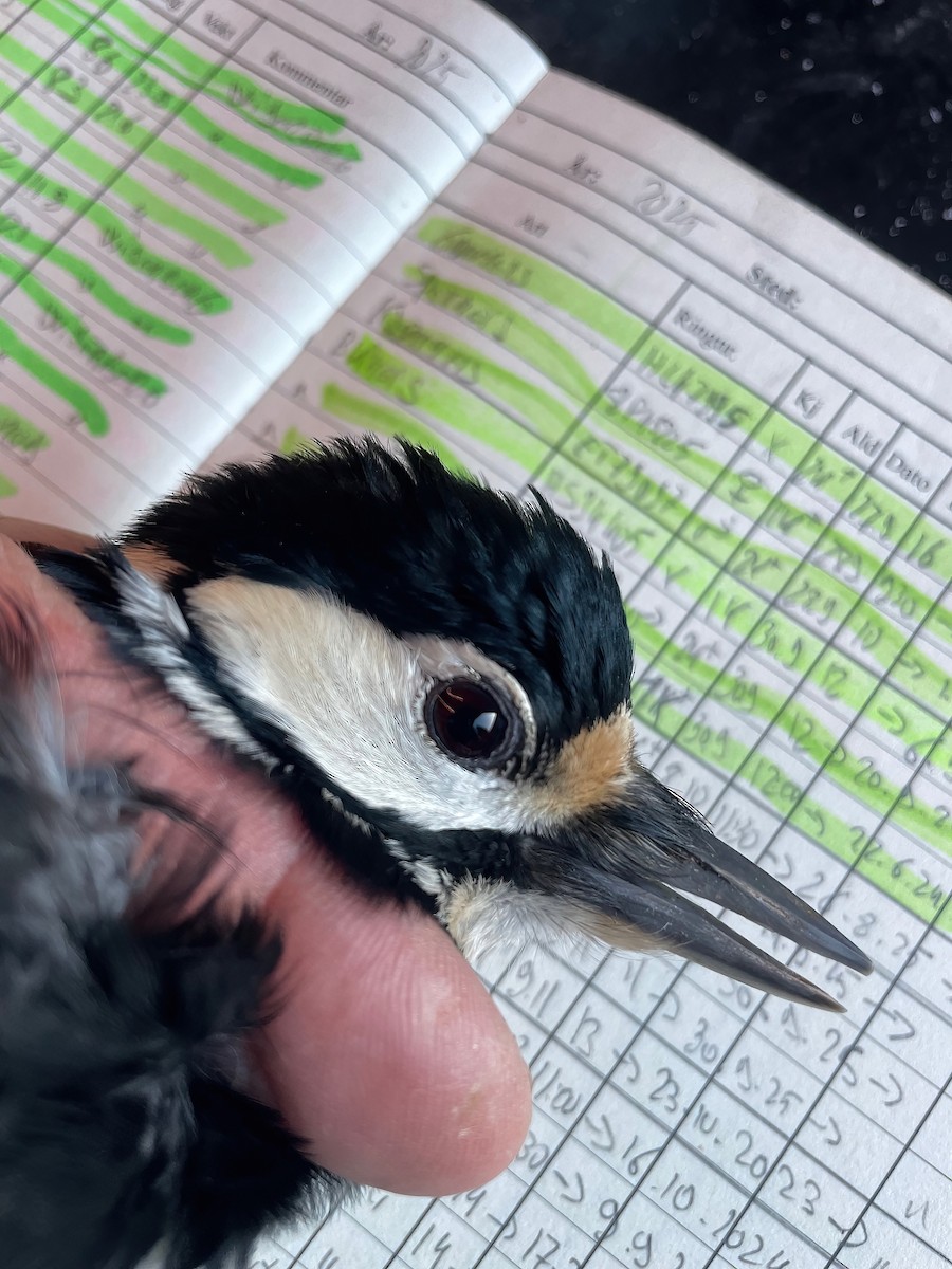 Okil handia (handia) - ML647229488