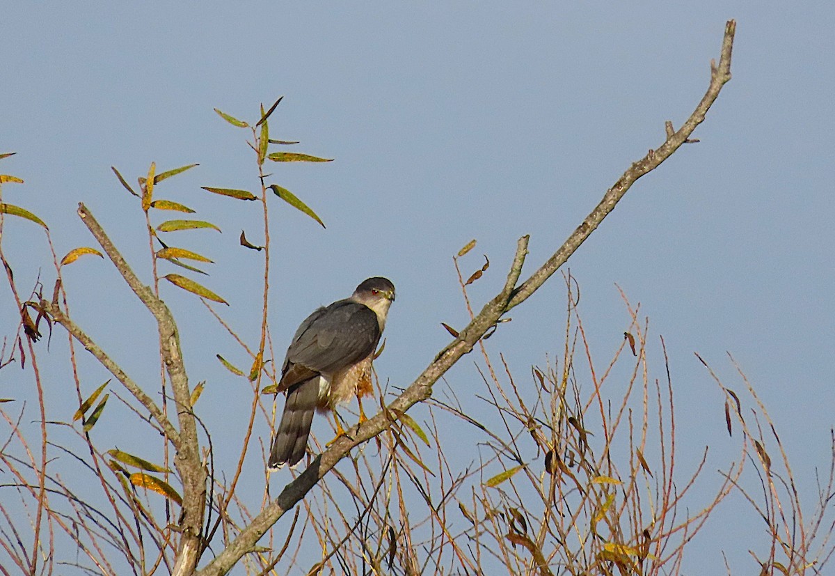 Amerika Atmacası - ML647229490