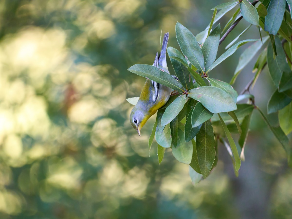 Northern Parula - ML647229491