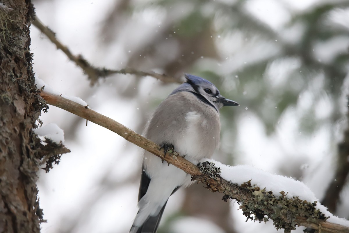 Сизойка блакитна - ML647229496