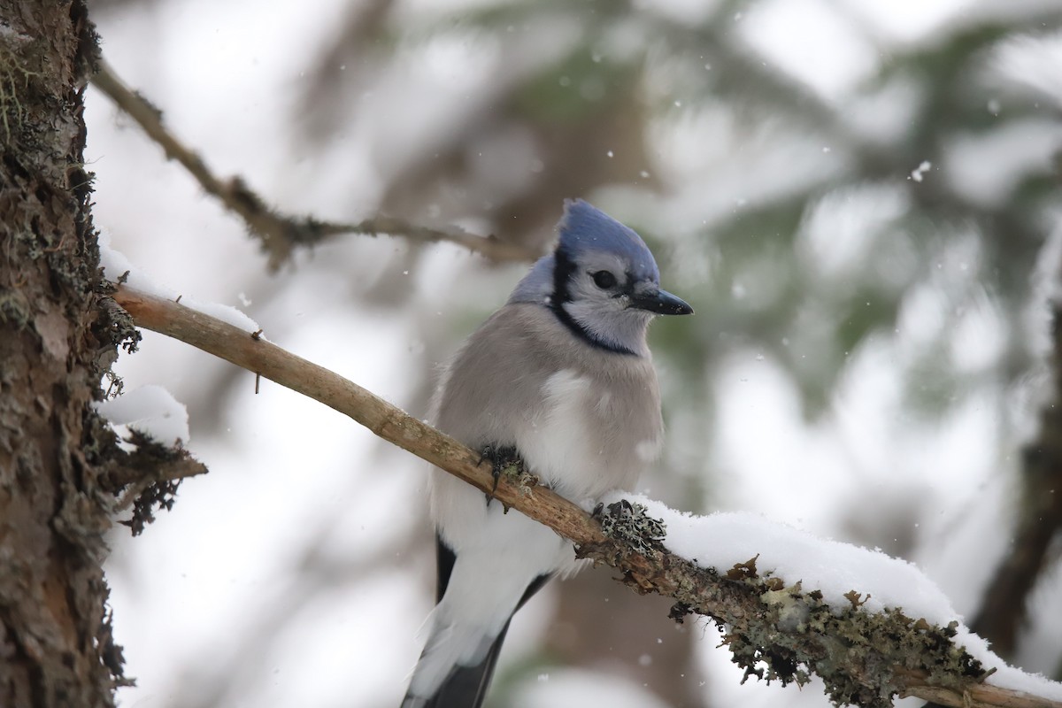 Сизойка блакитна - ML647229497