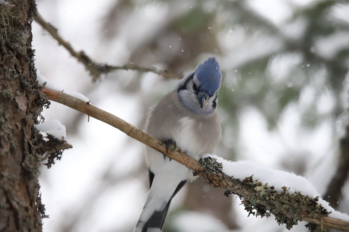 Сизойка блакитна - ML647229498