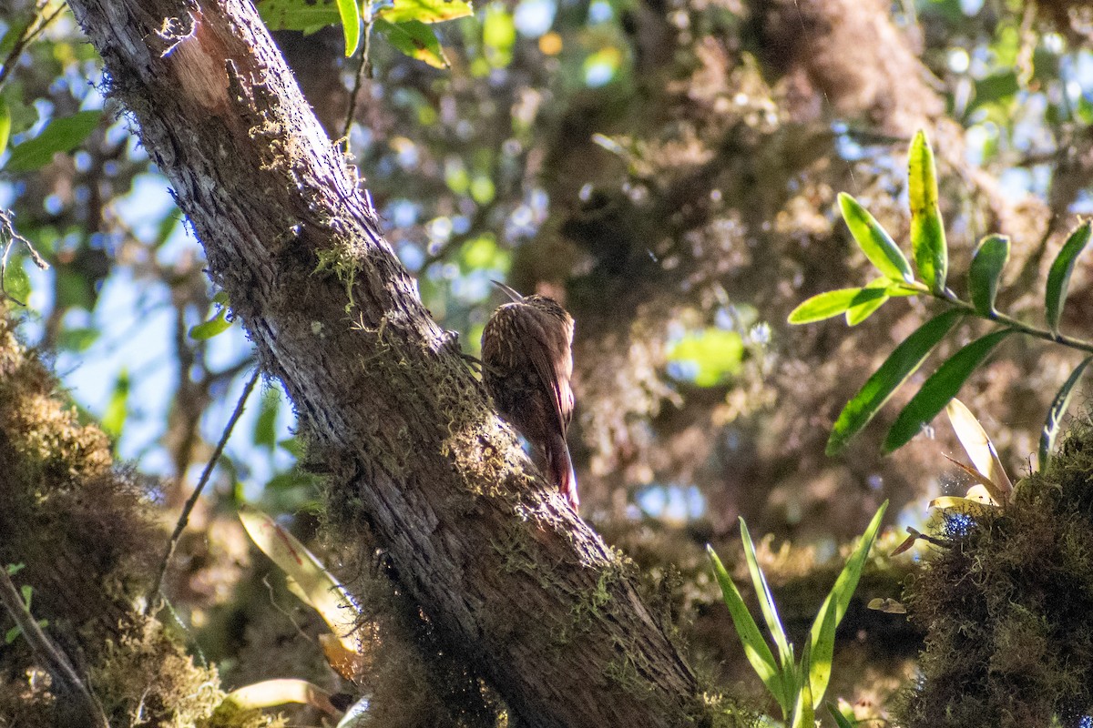 Dağ Tırmaşık - ML647229505