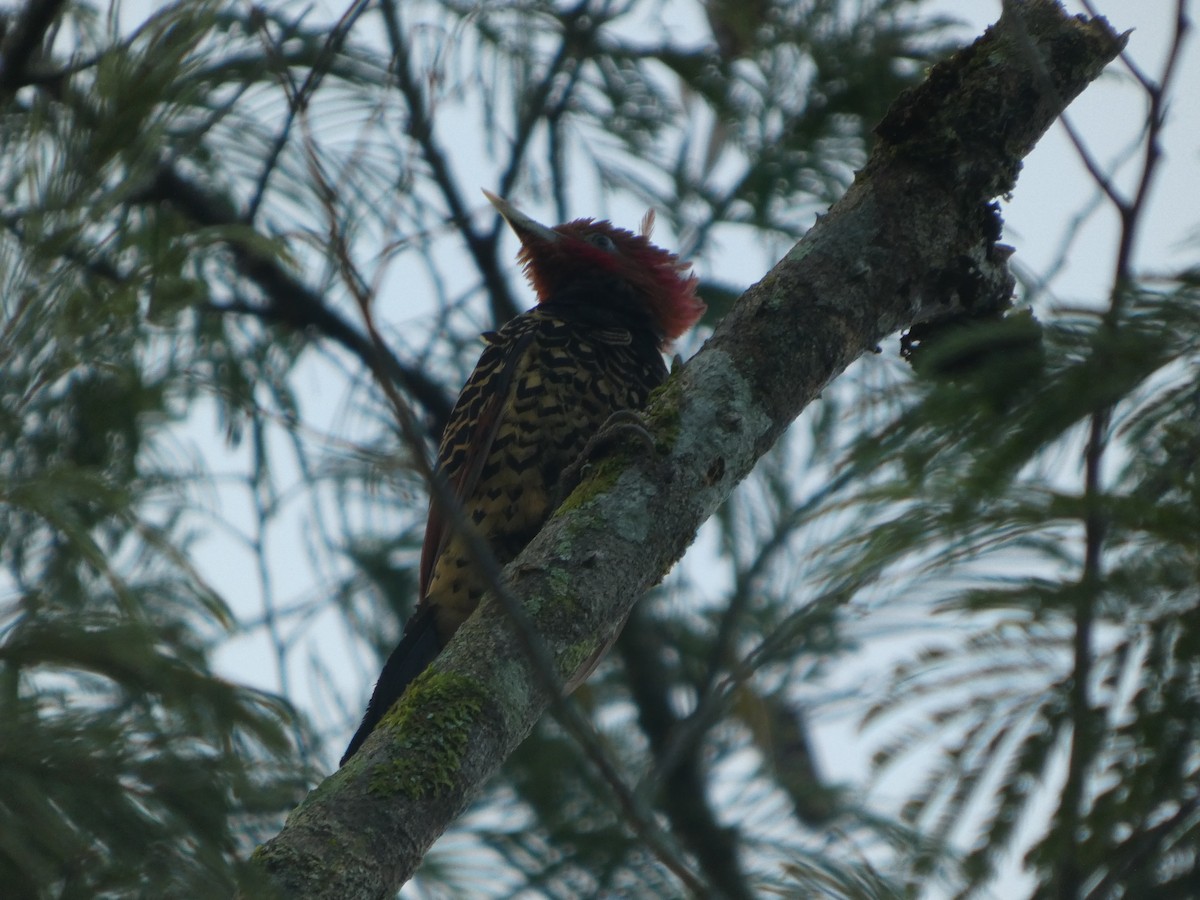 Pic à tête rousse - ML647229513
