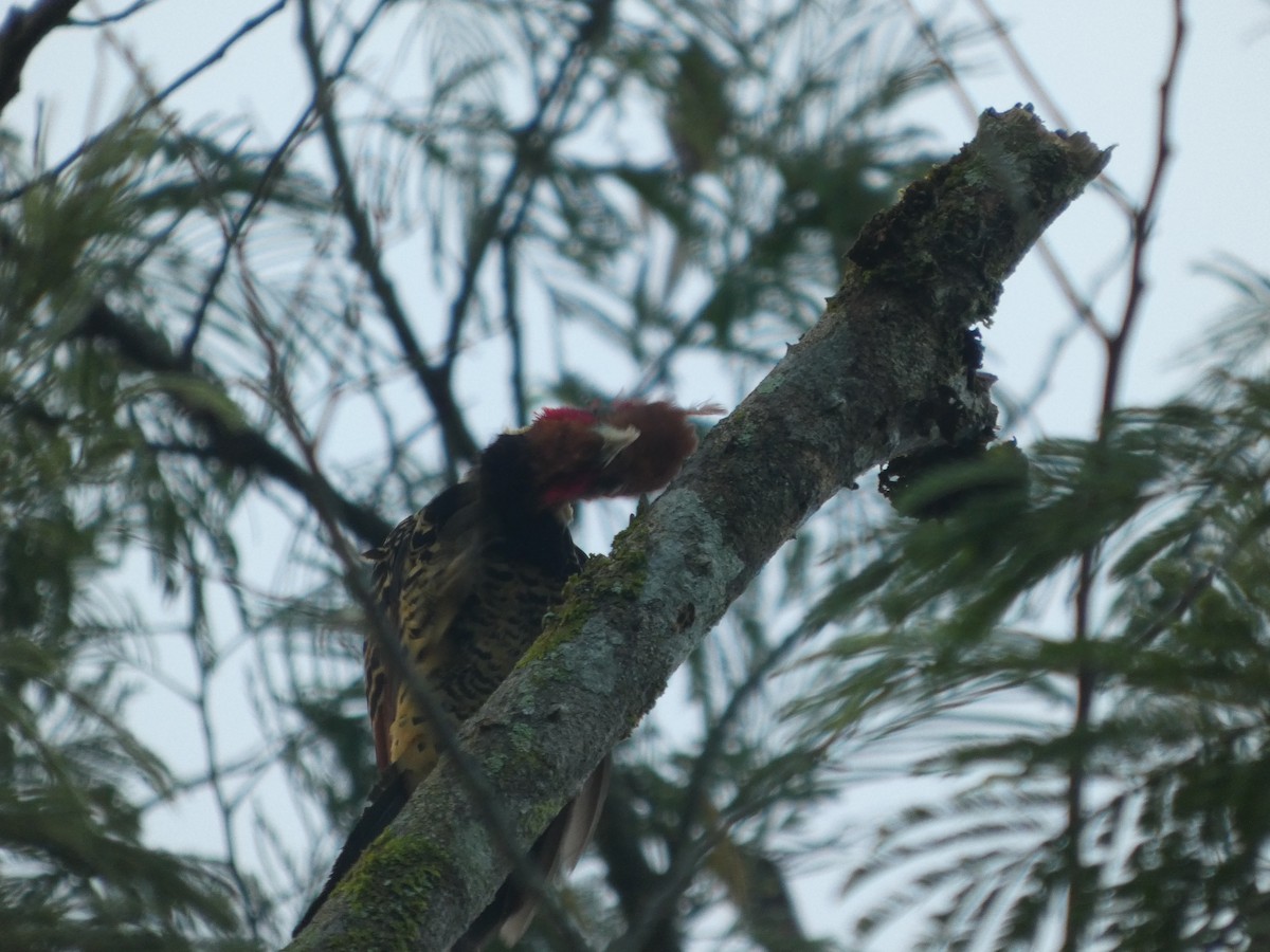Pic à tête rousse - ML647229514