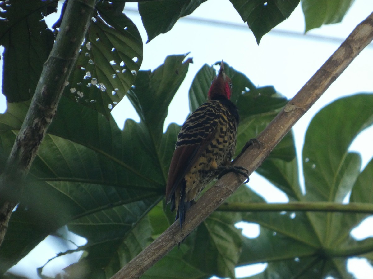 Pic à tête rousse - ML647229515