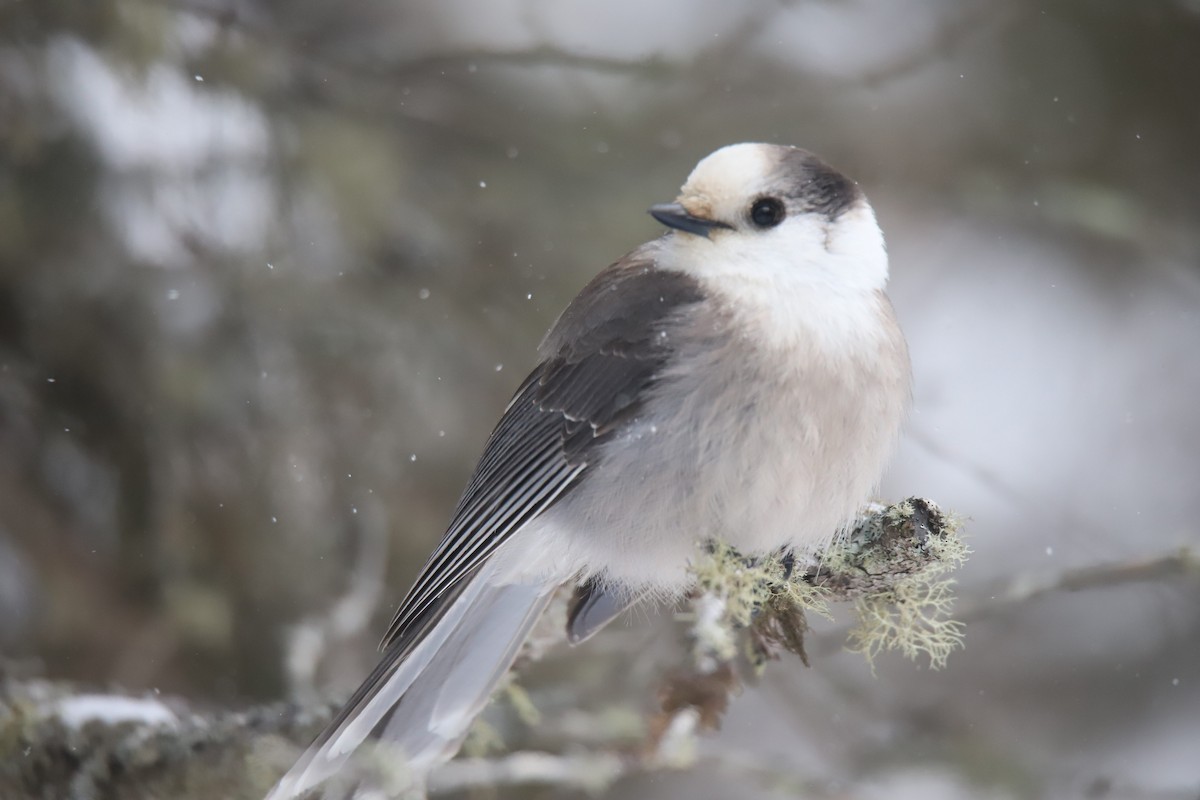 Canada Jay - ML647229517