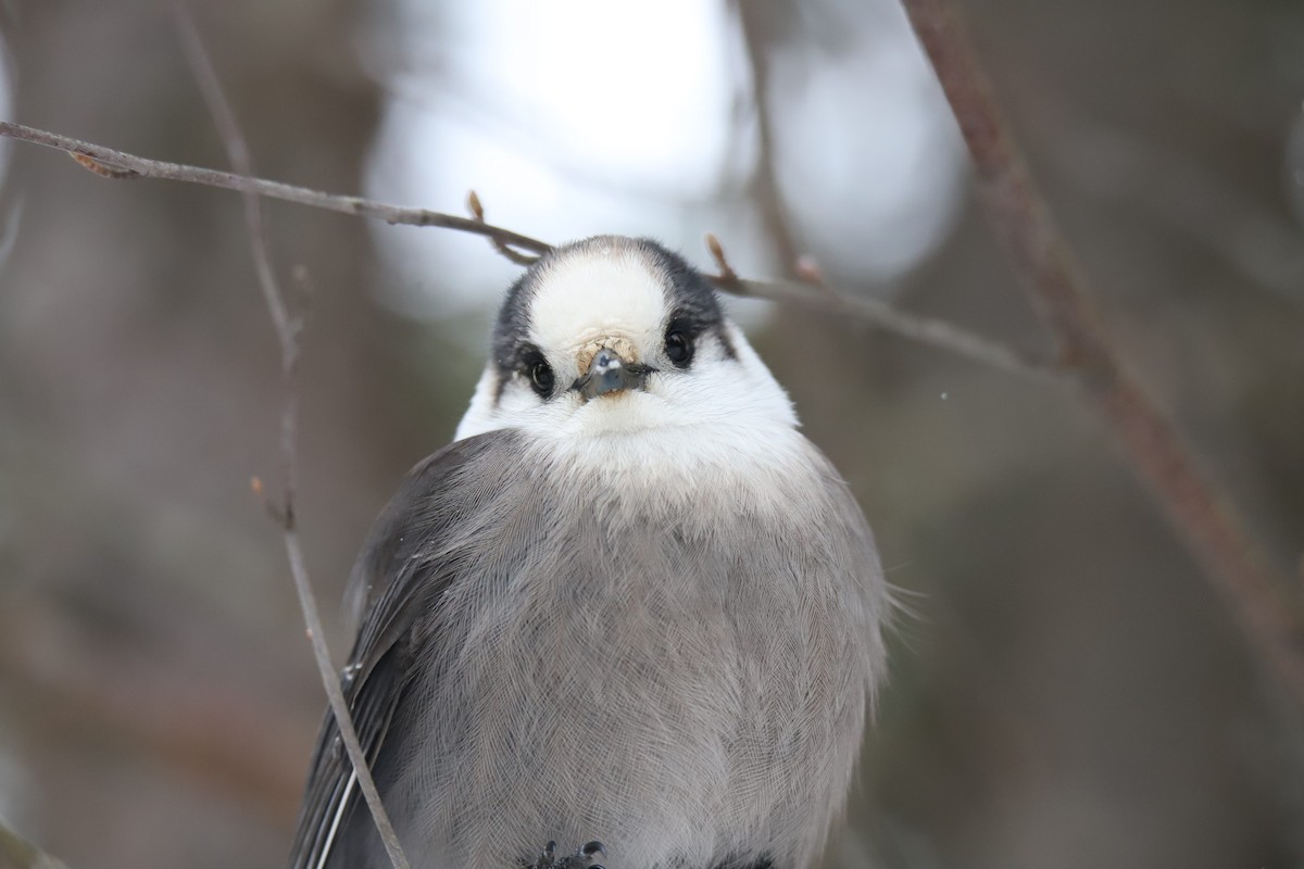 Canada Jay - ML647229518