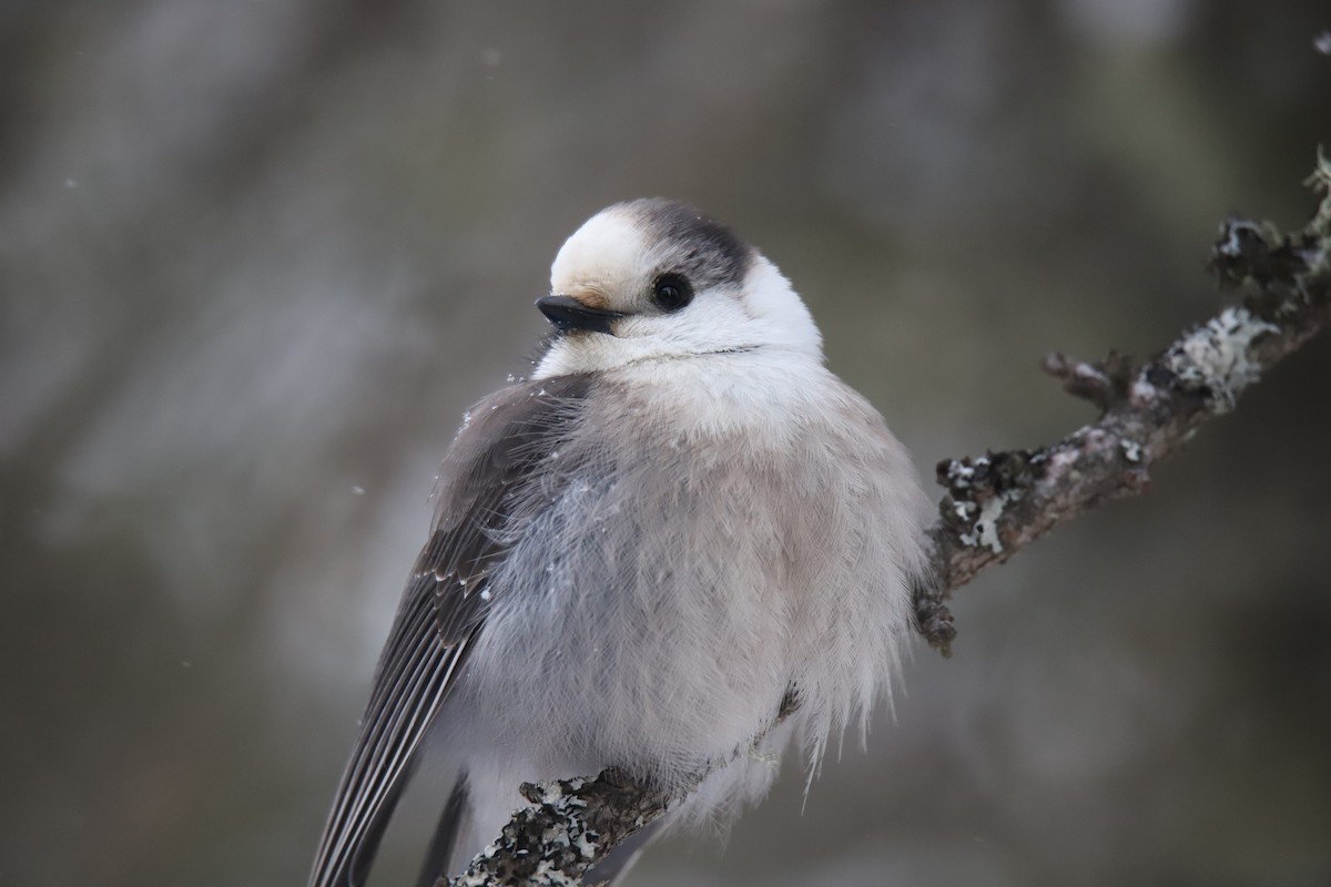 Canada Jay - ML647229519